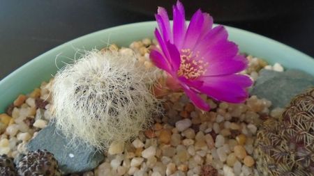 Sulcorebutia patriciae (Rebutia canigueralii ssp. crispata)