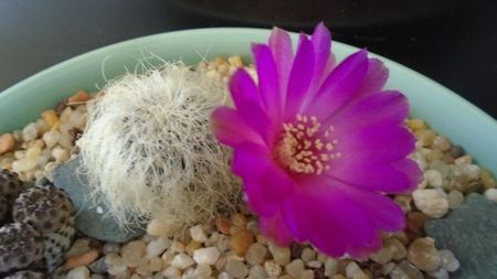 Sulcorebutia patriciae (Rebutia canigueralii ssp. crispata)