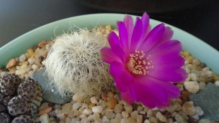 Sulcorebutia patriciae (Rebutia canigueralii ssp. crispata)