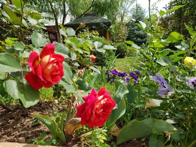 L'Amie de jardin