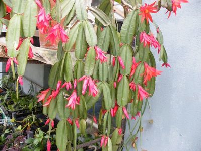 rhipsalis gaertneri