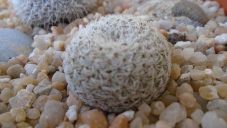 Mammillaria sp., K 1453 (M. gieseckei n.n., Calipam, Puebla, Mx. Collector: Heinz-Josef Klein); replantata in 24 mai 2020
