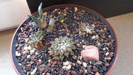 Grup de 5 Ariocarpus; replantati in 24 mai 2020

Ario. kotschoubeyanus v. macdowellii
Ario. kotschoubeyanus v. albiflorus
Ario. kotschoubeyanus v. elephantidens
Ario. agavoides ssp. sanluisensis
Ariocarpus retusus
