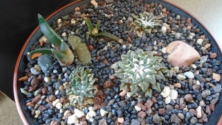 Grup de 5 Ariocarpus; replantati in 24 mai 2020

Ario. kotschoubeyanus v. macdowellii
Ario. kotschoubeyanus v. albiflorus
Ario. kotschoubeyanus v. elephantidens
Ario. agavoides ssp. sanluisensis
Ariocarpus retusus
