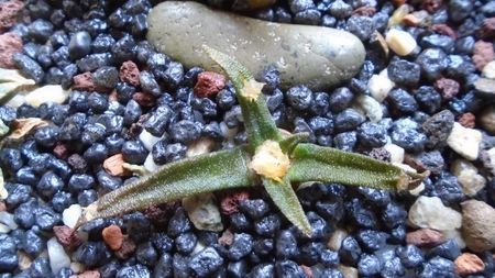 Ariocarpus agavoides ssp. sanluisensis