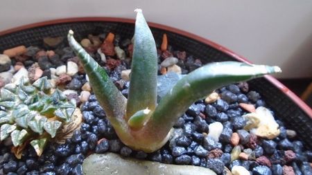 Ariocarpus retusus, ”Mesa Garden form B”