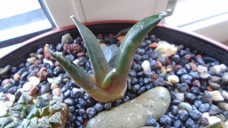 Ariocarpus retusus, ”Mesa Garden form B”