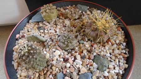 Grup de 5 Copiapoa; Copiapoa minima, Totoral Bajo, Ch.
Copiapoa bridgesii 
Copiapoa hypogaea cv. Lizard Skin
Copiapoa gigantea v. haseltoniana
Copiapoa haseltoniana
