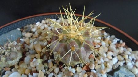 Copiapoa haseltoniana, JA 170 North of Paposo, Antofagasta, Chile