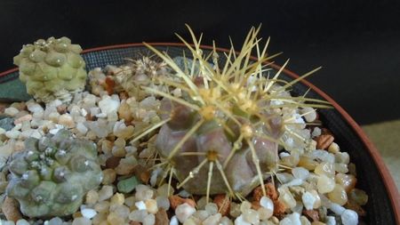 Copiapoa haseltoniana, JA 170 North of Paposo, Antofagasta, Chile