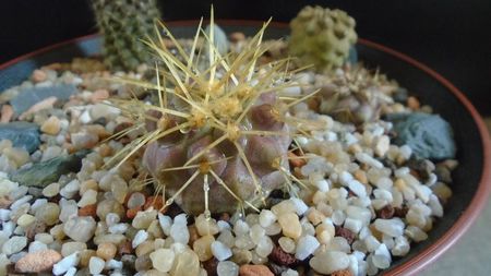 Copiapoa haseltoniana, JA 170 North of Paposo, Antofagasta, Chile