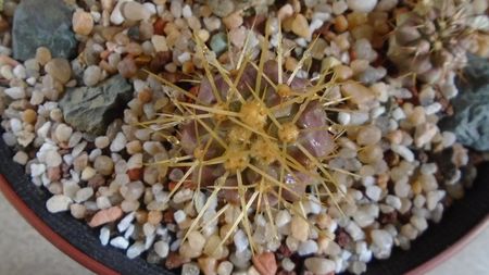 Copiapoa haseltoniana, JA 170 North of Paposo, Antofagasta, Chile