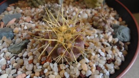 Copiapoa haseltoniana, JA 170 North of Paposo, Antofagasta, Chile