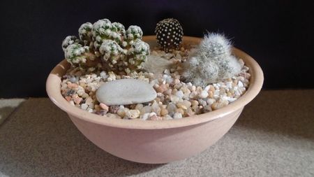 Grup de 3 Mammillarii; Mammillaria glassii v. nominis-dulcis
Mammillaria luethyi
Mammillaria theresae
