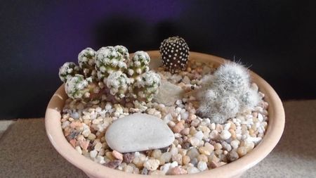 Grup de 3 Mammillarii; Mammillaria glassii v. nominis-dulcis
Mammillaria luethyi
Mammillaria theresae
