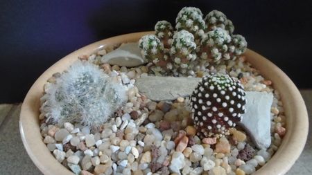 Grup de 3 Mammillarii; Mammillaria glassii v. nominis-dulcis
Mammillaria luethyi
Mammillaria theresae
