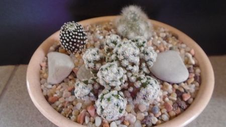 Mammillaria theresae