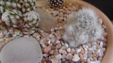 Mammillaria glassii v. nominis-dulcis