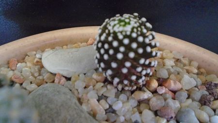 Mammillaria luethyi