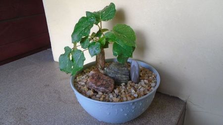 Ficus abutilifolia