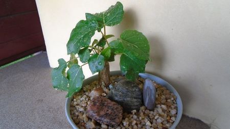 Ficus abutilifolia