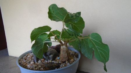 Ficus abutilifolia