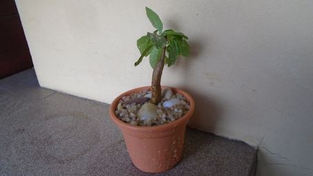 Ficus burkei