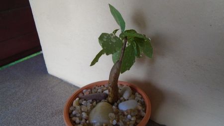 Ficus burkei