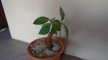 Ficus burkei