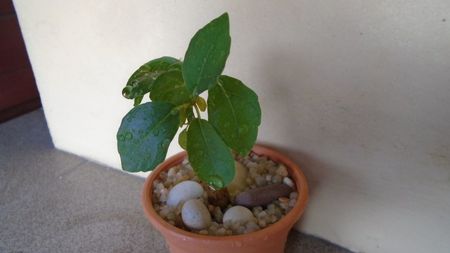 Ficus burkei