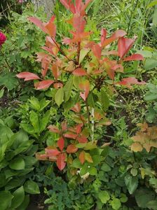 Photinia