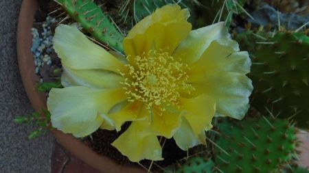 Opuntia phaeacantha