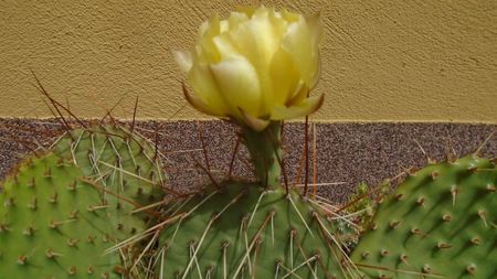 Opuntia phaeacantha