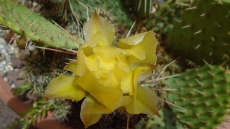 Opuntia phaeacantha