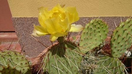 Opuntia phaeacantha