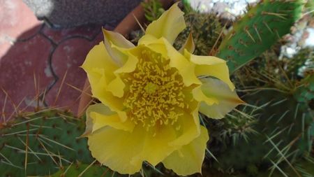 Opuntia phaeacantha