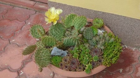 Opuntia phaeacantha