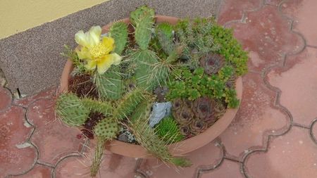 Opuntia phaeacantha