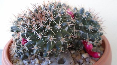 Mammillaria mammillaris