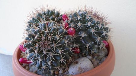 Mammillaria mammillaris