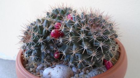 Mammillaria mammillaris