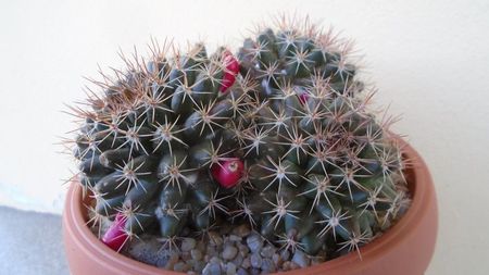 Mammillaria mammillaris