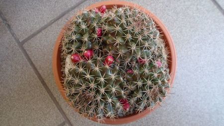 Mammillaria mammillaris