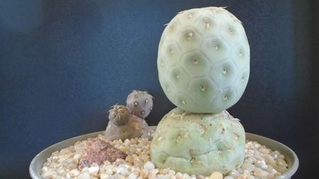 Tephrocactus geometricus; replantati in 27 mai 2020
