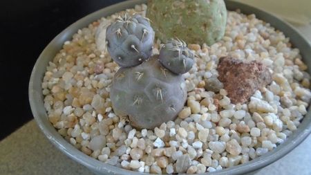 Tephrocactus geometricus; replantati in 27 mai 2020
