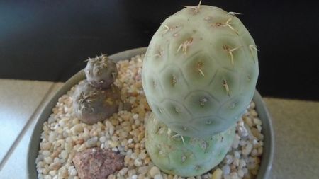 Tephrocactus geometricus; replantati in 27 mai 2020
