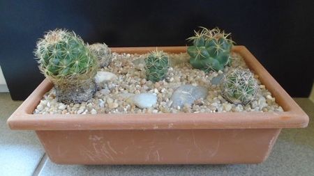 Grup de 5 Coryphantha; replantate in 27 mai 2020

Cory. maiz-tablasensis
Cory. sp.
Cory. salm-dyckiana (C. delaetiana)
Cory. gladiispina (C. delaetiana)
Cory. echinus
