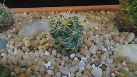 Coryphantha sp.