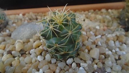 Coryphantha sp.