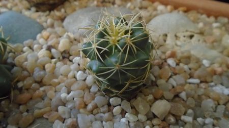 Coryphantha sp.